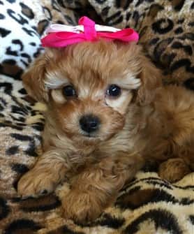 female-maltipoo-puppy
